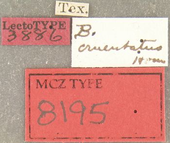 Media type: image;   Entomology 8195 Aspect: labels